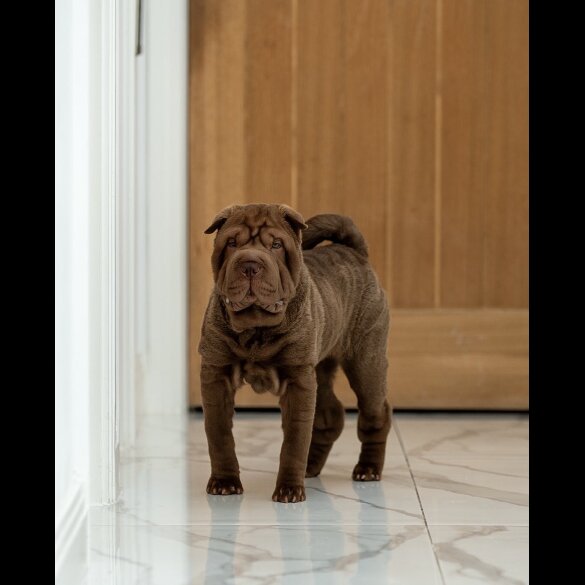 Shar Pei - Both