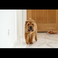 Shar Pei - Both