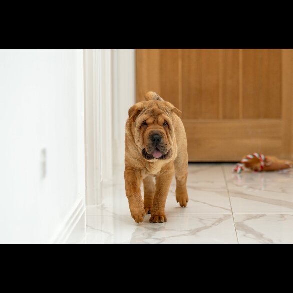 Shar Pei - Both