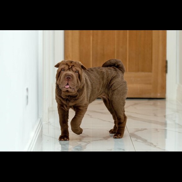 Shar Pei - Both