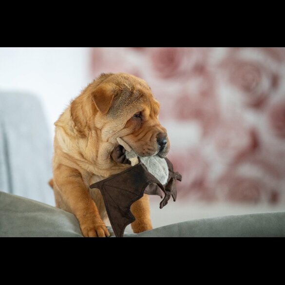 Shar Pei - Both