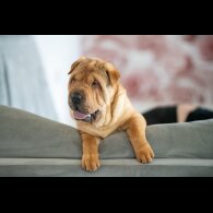 Shar Pei - Both