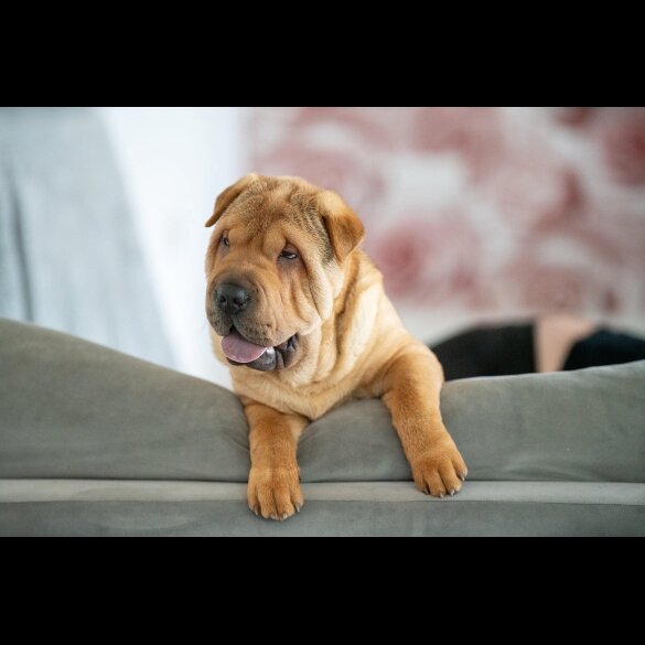 Shar Pei - Both