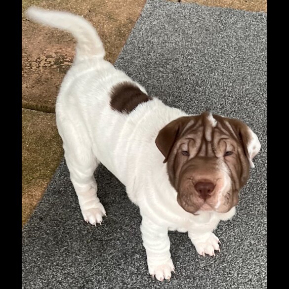 Shar Pei - Both