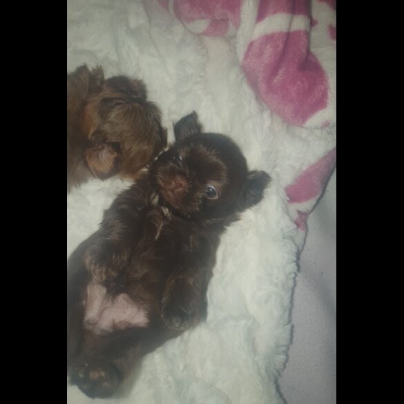 Shih Tzu - Dogs