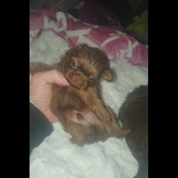Shih Tzu - Dogs