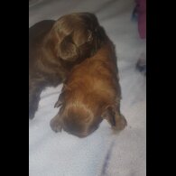 Shih Tzu - Dogs