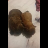 Shih Tzu - Dogs
