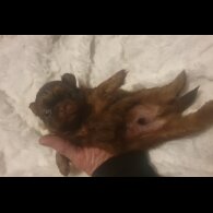 Shih Tzu - Dogs