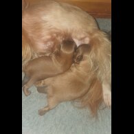 Shih Tzu - Dogs