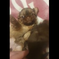 Shih Tzu - Bitches