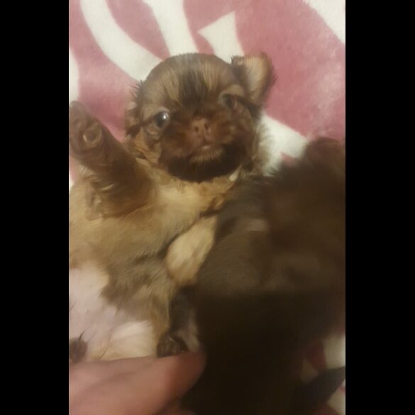 Shih Tzu - Bitches