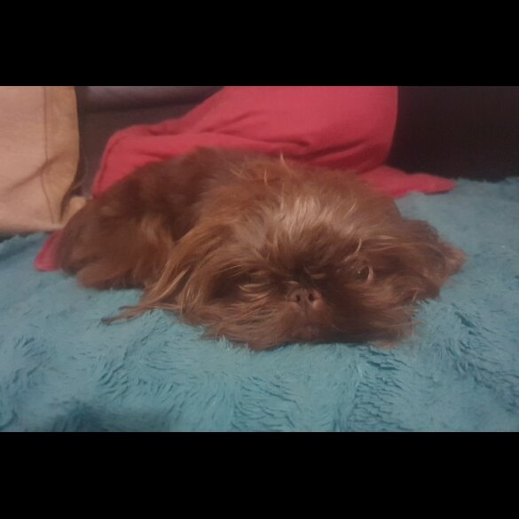 Shih Tzu - Dogs