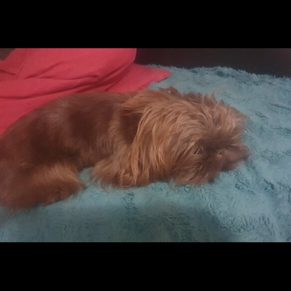 Shih Tzu - Dogs