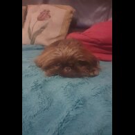 Shih Tzu - Dogs