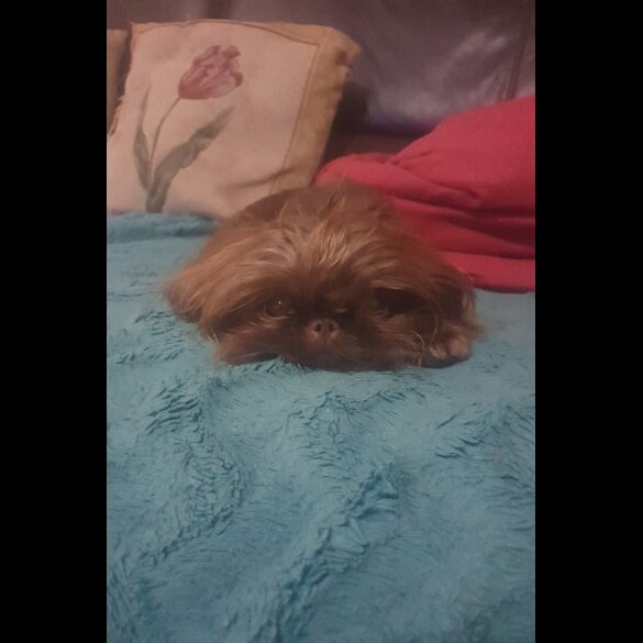 Shih Tzu - Dogs
