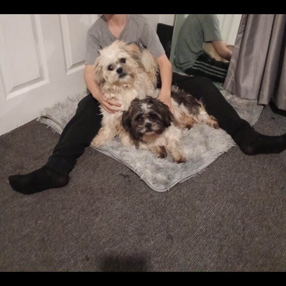 Shih Tzu - Dogs