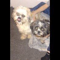 Shih Tzu - Dogs