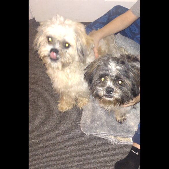 Shih Tzu - Dogs