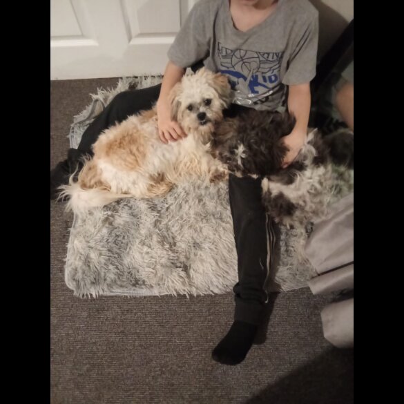 Shih Tzu - Dogs