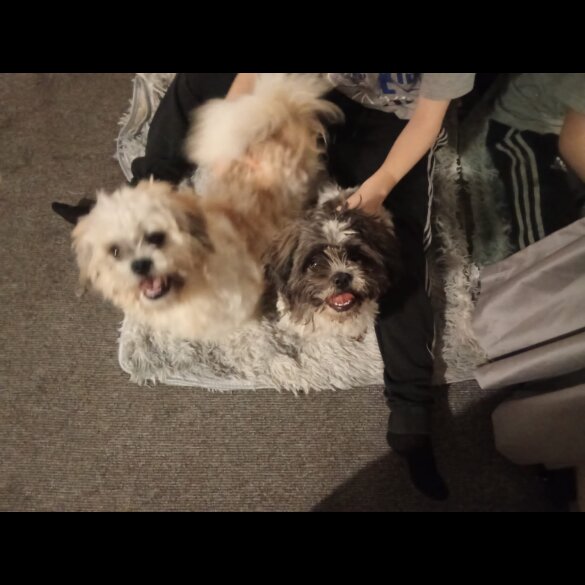 Shih Tzu - Dogs