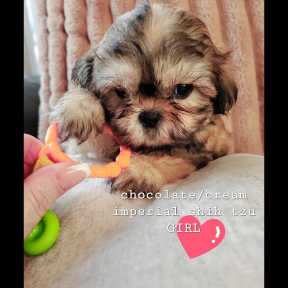 Shih Tzu - Both