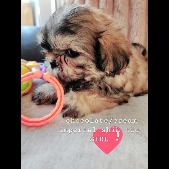Shih Tzu - Both