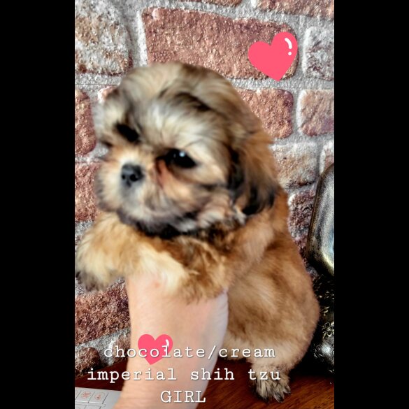 Shih Tzu - Both