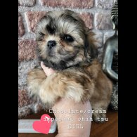Shih Tzu - Both