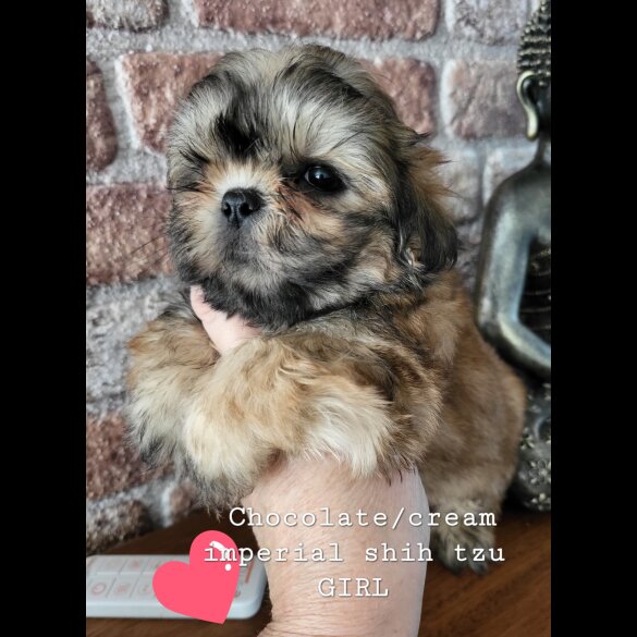 Shih Tzu - Both