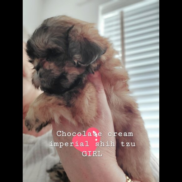 Shih Tzu - Both