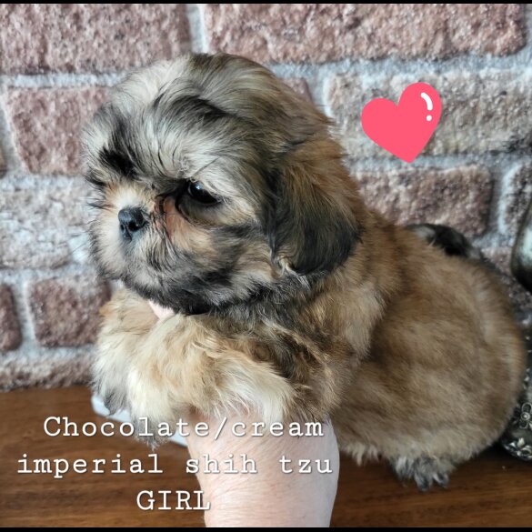 Shih Tzu - Both