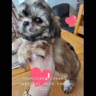 Shih Tzu - Both