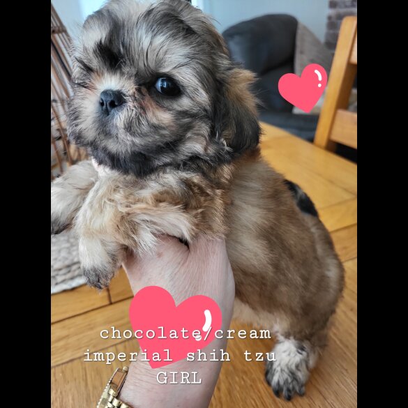 Shih Tzu - Both