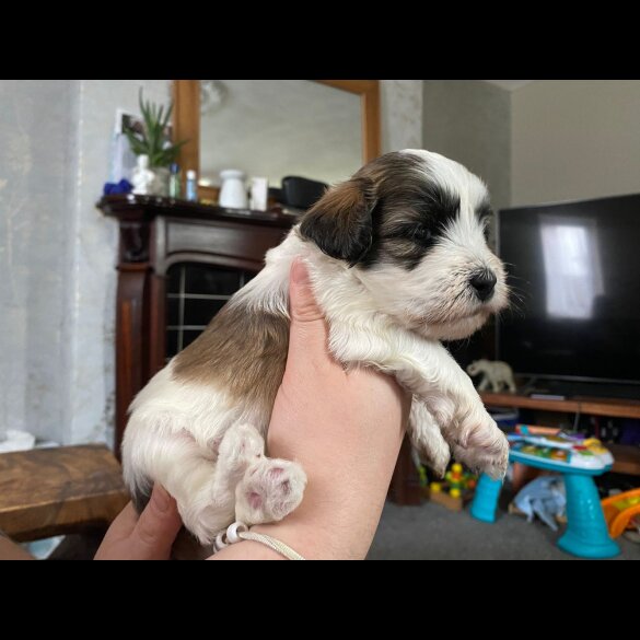 Shihpoo - Dogs