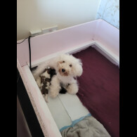 Shihpoo - Dogs