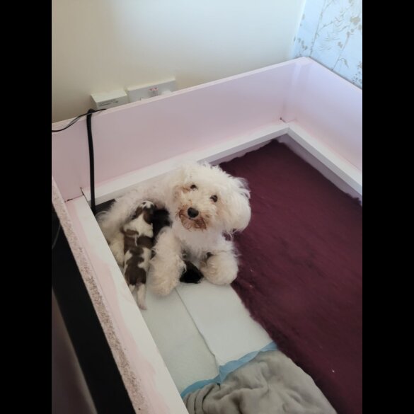 Shihpoo - Dogs