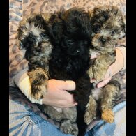 Shihpoo - Both