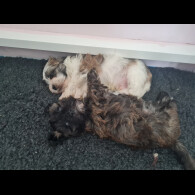 Shihpoo - Dogs