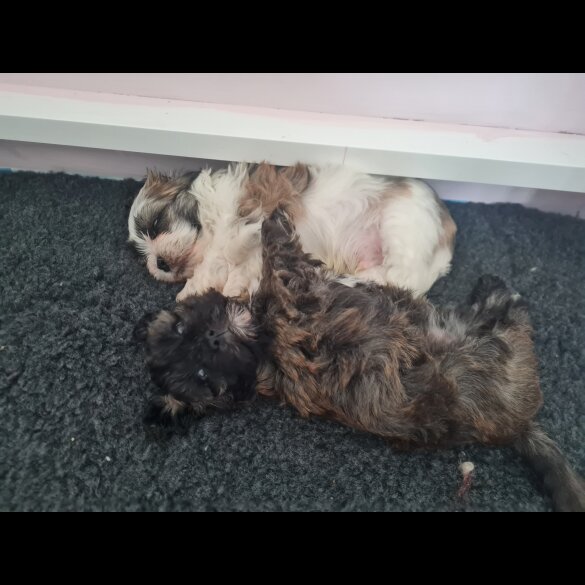 Shihpoo - Dogs