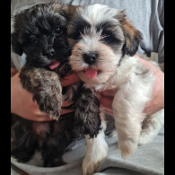 Shihpoo - Dogs