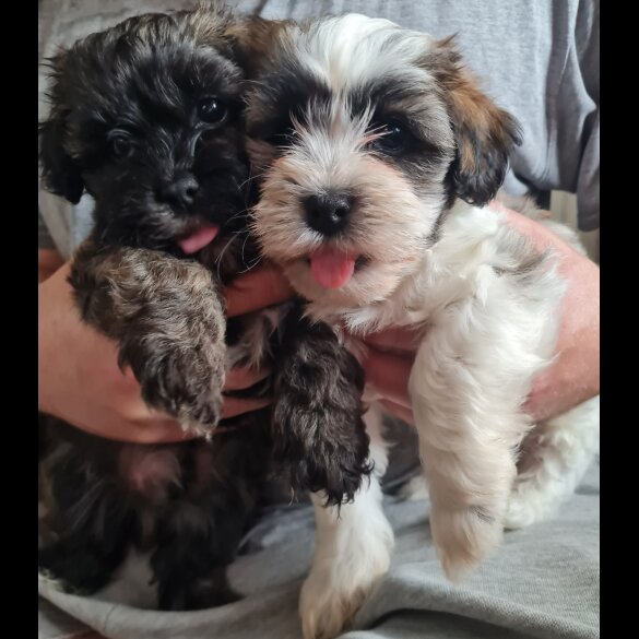 Shihpoo - Dogs