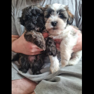 Shihpoo - Dogs