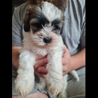 Shihpoo - Dogs