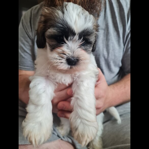 Shihpoo - Dogs