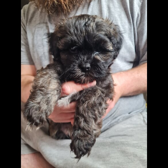 Shihpoo - Dogs