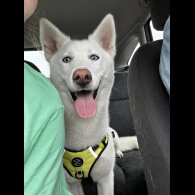 Siberian Husky - Bitches