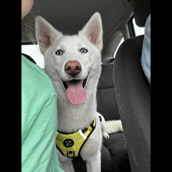 Siberian Husky - Bitches