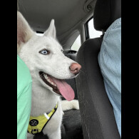 Siberian Husky - Bitches