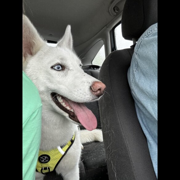 Siberian Husky - Bitches